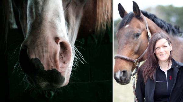 <i>Till höger Gittan Gröndahl, tillförordnad statsveterinär på SVA.</i>