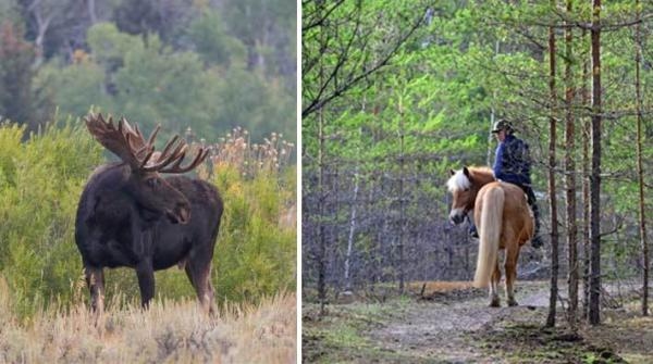 Dags för älgjakt – se upp i skogen