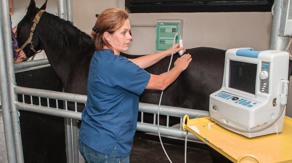 Högre priser för veterinärvård efter riskkapitalisternas intåg