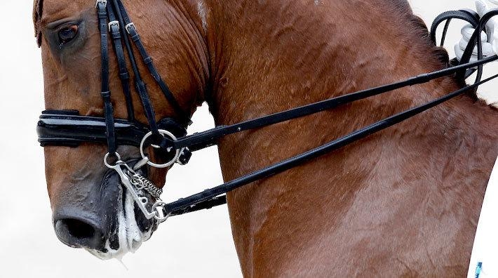 Hur skicklig behöver man vara för att kunna rida med kandar? FOTO: Tomas Holcbecher