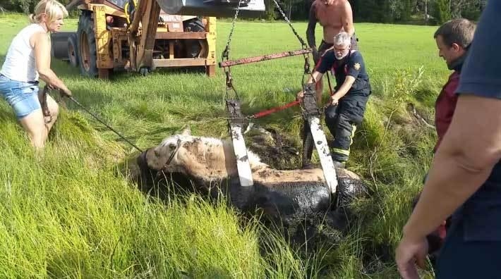 Grannarna och räddningstjänsten hjälpte fjordhästen Pondus ur diket