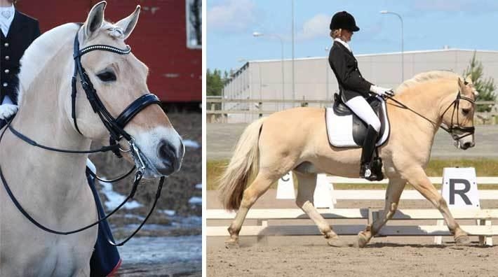 Jessika och Dajm trivs både i skogen och på tävlingsbanan. Foto: Therese Nilsson/Sanna Svensson