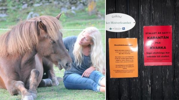 <i>Ulrika Wendéus är aktiv tävlingsryttare på islandshäst. Den senaste månaden har hon dock kämpat för att stoppa smittspridningen av kvarka i stallet där hon har sina hästar.</i>