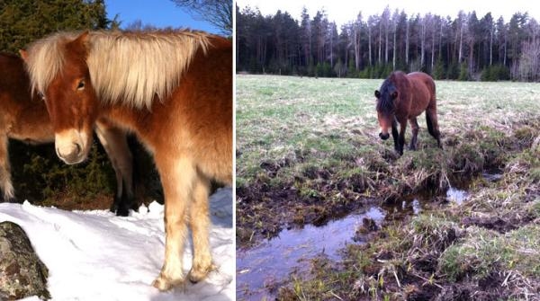 De gick ett helt år på bete – utan tillskottsfoder