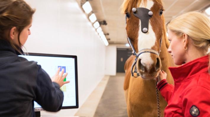 Såväl undersökande veterinär som hästägare kan i samband med undersökningen se hur hästen rör sig. Registreringen sker via markörer på olika ställen på hästens kropp, bland annat på huvudet. Resultate...