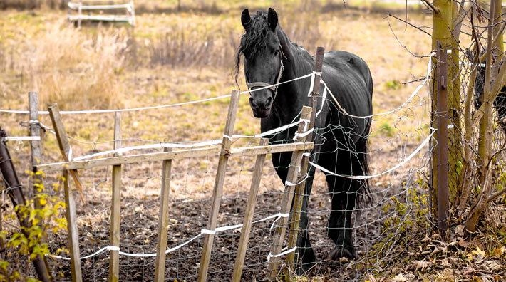 Inspektörer går på knäna: ”Vi vet att djur far illa men hinner inte åka ut på allt”