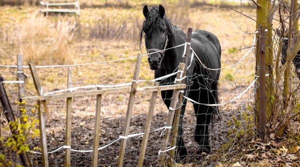 Inspektörer går på knäna: ”Vi vet att djur far illa men hinner inte åka ut på allt”