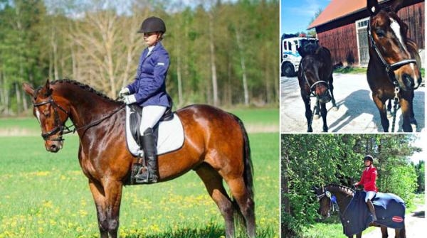 Ulrika rider mästerskap för ridtravare: "Målet är att starta minst medelsvår"