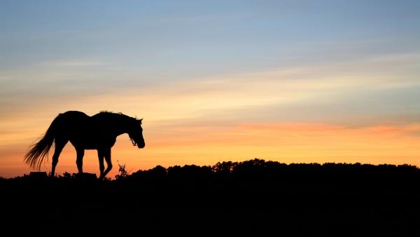 Foto: Adobe stock