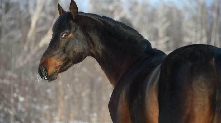 Hundpatrull sattes in för att lösa mysteriet