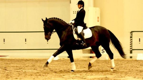 Bild från specialtävling under Helsinki Horse Fair 2012, där deltagarna red bettlöst och utan sporrar.