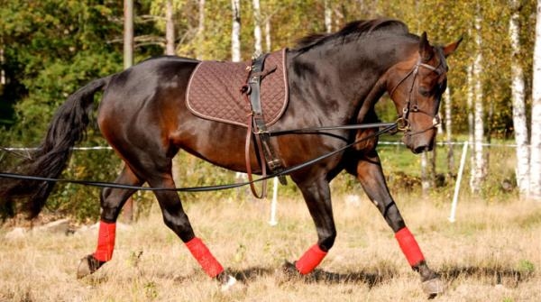 Anpassad ridning ger en hållbar unghäst