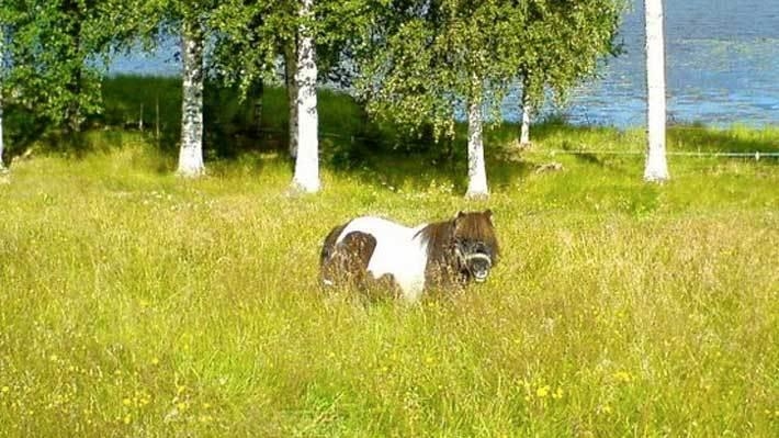 <i>Här trivs hon bra, på sommarbetet. Men även grannens trädgård lockar. Foto: Privat</i>