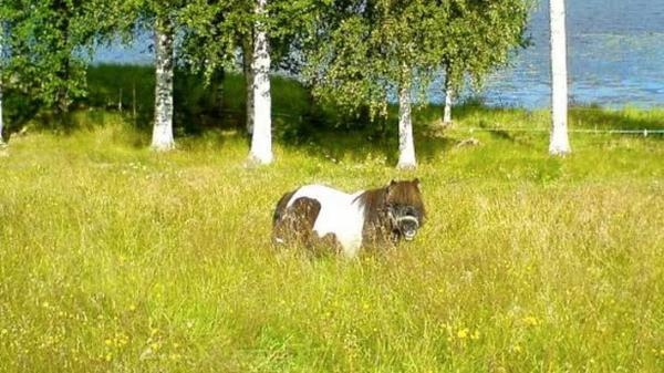 <i>Här trivs hon bra, på sommarbetet. Men även grannens trädgård lockar. Foto: Privat</i>