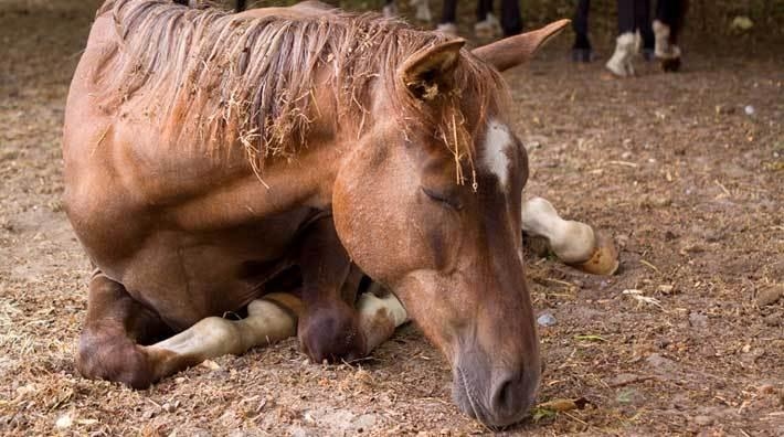 Veterinärens tips om hästen drabbas av kolik