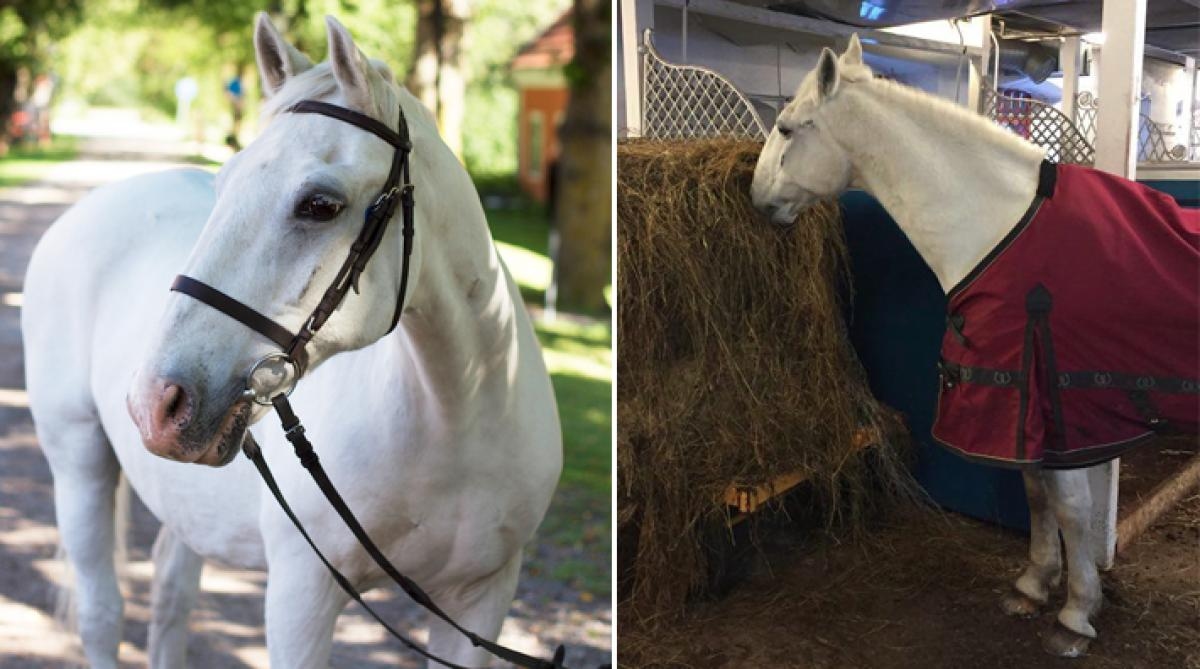 Lipizzanern Batosta är trotjänaren som fortfarande brallar ibland