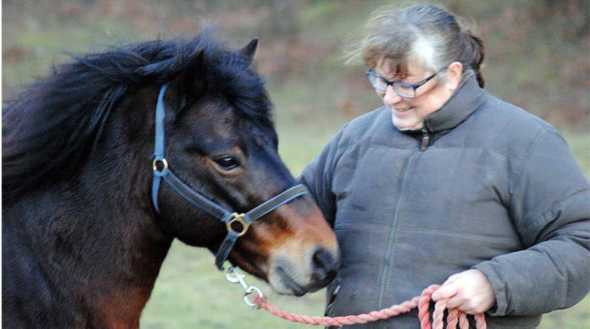 Whisky 594 blir ny hingst på Lojsta hed