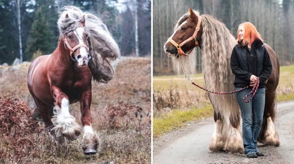 "Det tar minst fem timmar att fläta manen"