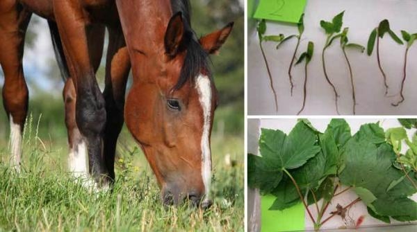 Tysklönn orsakar akut förgiftning av hästar