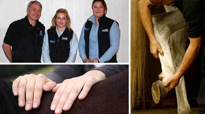 Här samarbetar veterinär och equiterapeut