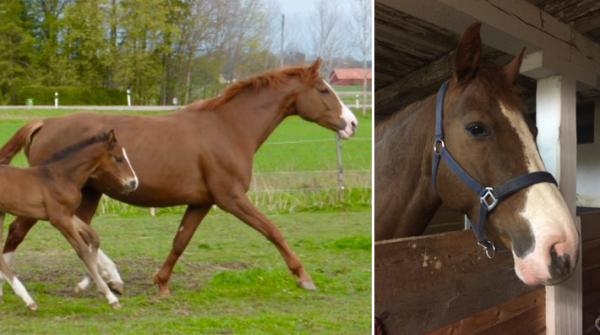 <i>Det fina avelsstoet Chiquita klarade sig med skrapsår, trots den våldsamma kraschen.</i>