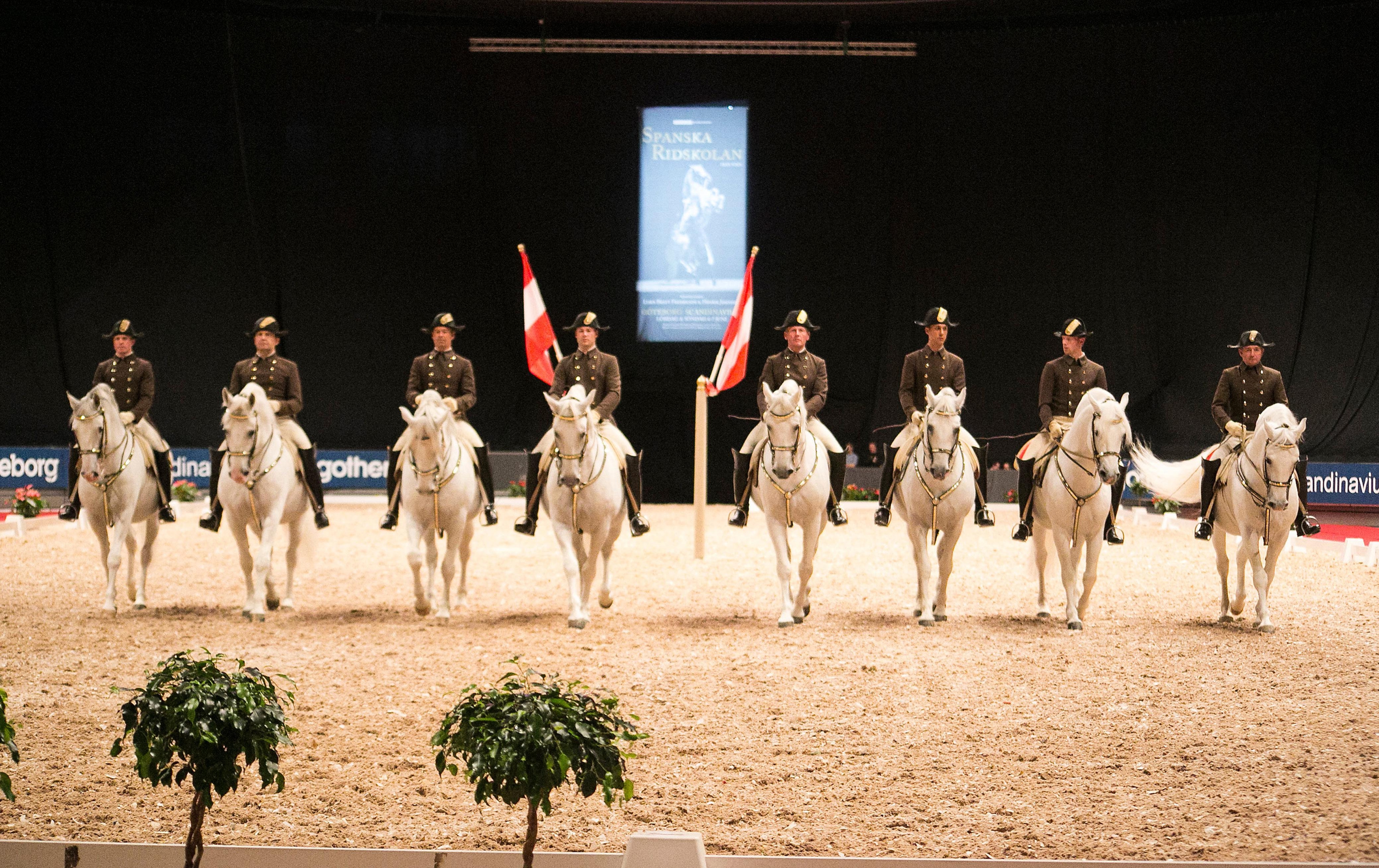 Maffiga lipizzanerhingstar på besök i Göteborg.