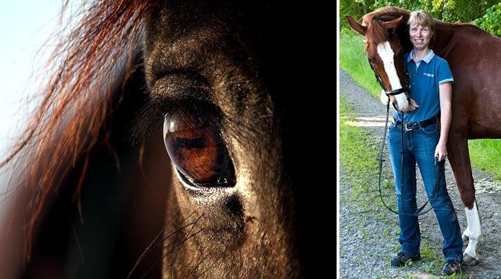 <i>Foto: Dollar Photo Club och Henrik Gudmundson</i>