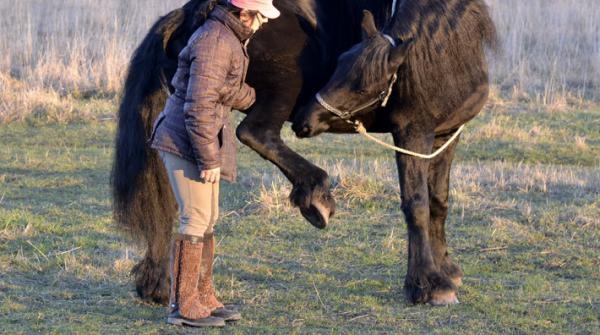 Trickträning, del 3: Yogaövning och aktivitetsljud