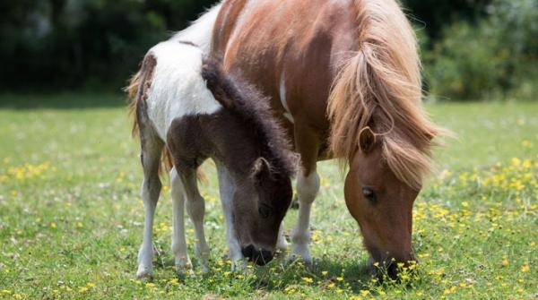 Betäcka ett litet sto med en betydligt större hingst – är det okej?