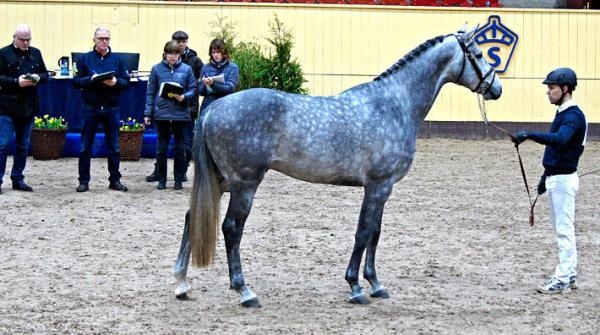 <i>Den fyraåriga hopphingsten CC Stud's Going Champion exteriörbedöms.</i>