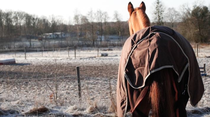 Täcke på eller av – när riskerar hästen att utsättas för lidande?