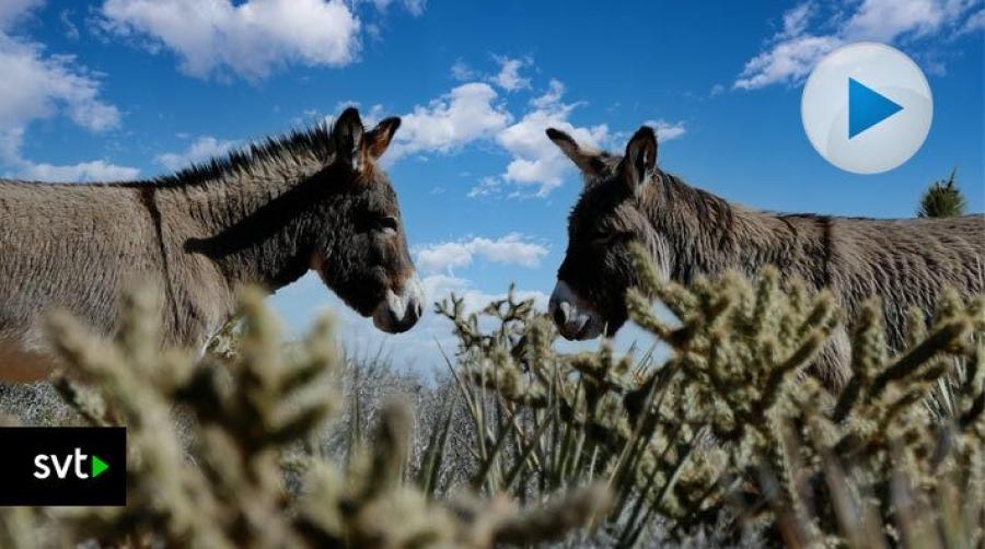 Foto: Adobe Stock