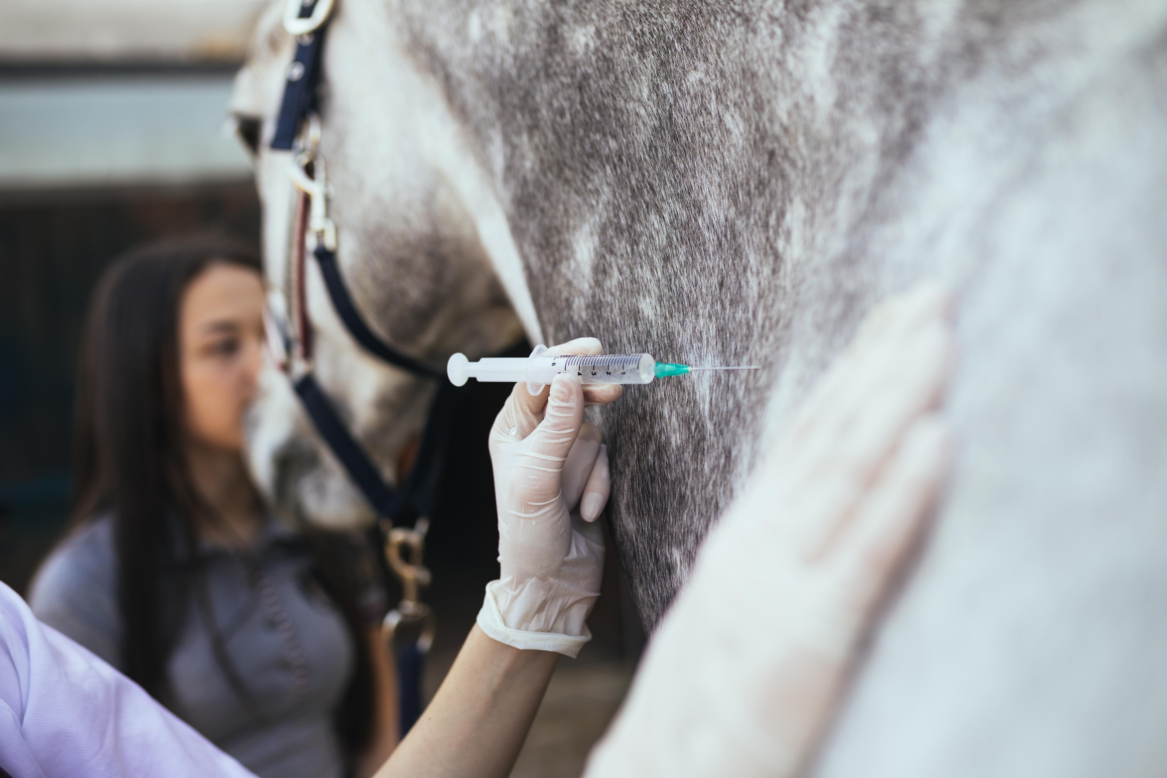 ”Ansvaret faller på den behandlande veterinären”