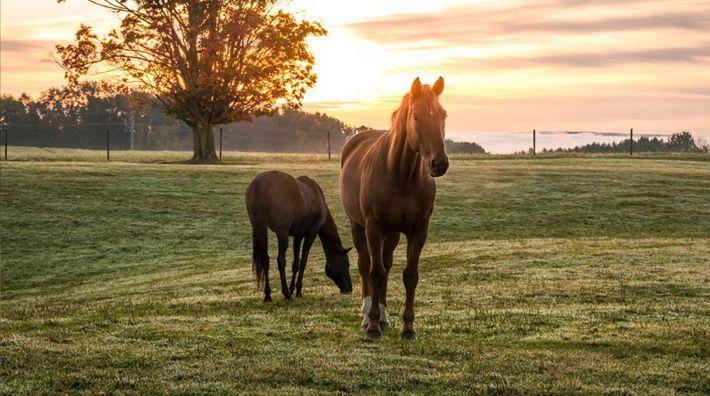 Foto: Adobe Stock