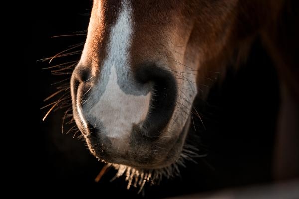 Genrebild. Foto: Adobe stock