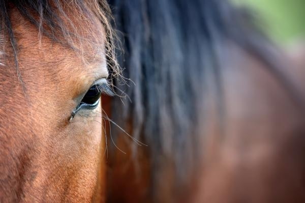 Ringorm hos häst är en vanlig svampinfektion som kan smitta både hästar och människor. Foto: Adobe Stock 