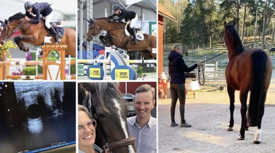 Det har varit en lärorik och slitig sommar för gänget på Stall Steninge By. De har två föl "på bakning" efter älskade Chippen, som nu ska lämna stallet.