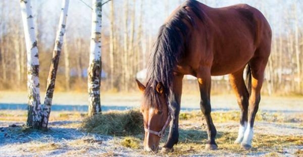 Här berättar veterinärerna på Saxtorps Hästklinik varför hästen kan få sandkolik och vad hästägaren kan göra för att försöka undvika det. 