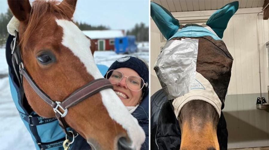 Annelie Eriksson är igång efter semestern och stallet är fullt av hästar. Vardagen bjuder på både ögoninflammation och nobelfest.