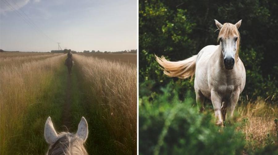 Maria Nilsson skriver hur en galopp på fältet får henne att känna sig ung igen, och om kärleken till och tacksamheten gentemot hästen som varelse.