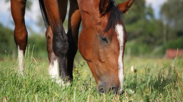 Veterinären: Torra hagar verkar inte vara ett skydd mot fång