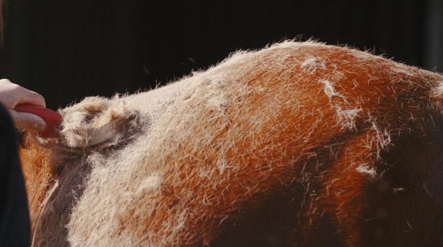 Känner du igen dig i att dagligen få stallkläderna fulla med kliande små hårstrån? Veterinär Cecilia Ekeberg berättar hur hästen påverkas.