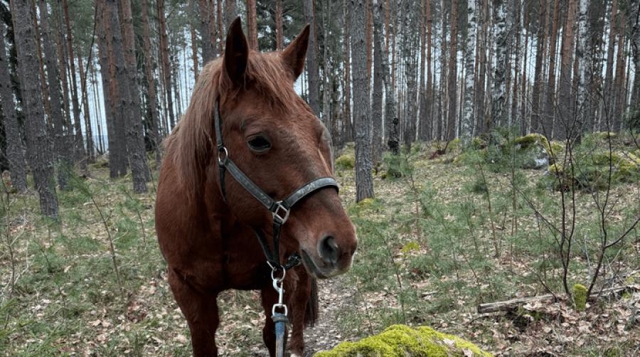 Stötta inte tystnadskulturen, stötta visselblåsarna i stället!