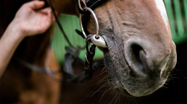 <p>En tioårig valack har nyligen börjat slå ihop framtänderna vid ridning. Hippsons expert Eva Andersson Sharon ger tips på saker att se över.