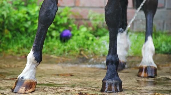 En läsares häst har fått en svullnad på ett av sina ben, troligen orsakad av en spark. Veterinär Hanna Borg Friedrichsen ger råd kring behandling.