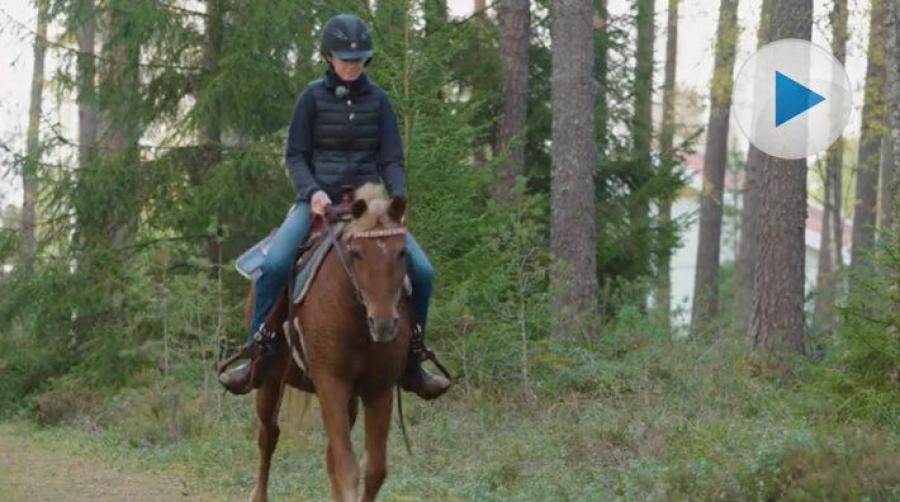 Hästrasen som räddade allergiska Vanjas hästintresse