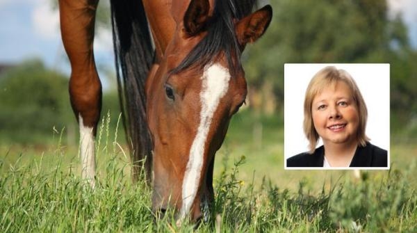 Ponnyn hade fång och hovbensrotation på alla fyra hovar. Köparen vill häva köpet men den gamla ägaren säger att hästen inte har några stora fel.