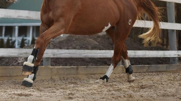 Att få en tidigare travare att fatta galopp och lära sig skänkelns hjälper kan vara en utmaning. Hippsons expert Emelie Brolin ger tips och råd.