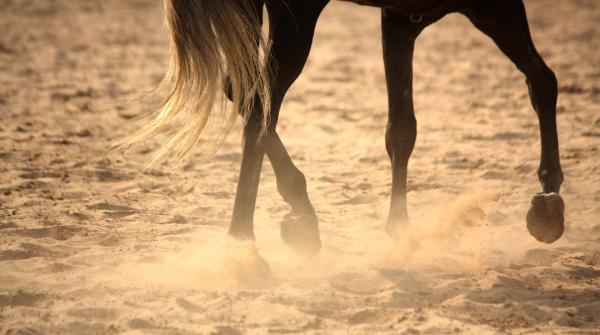 Vems ansvar är det att en paddock är ridbar i ett inackorderingsstall, när det inte framgår av kontraktet? Hippsons jurist-expert Eva Johansson svarar.