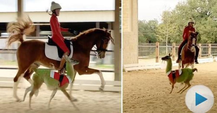 Visste ni att Grinchen bland sina många talanger även kan dansa med hästar? Här är det roliga beviset från Bailey Ranch Breeders.